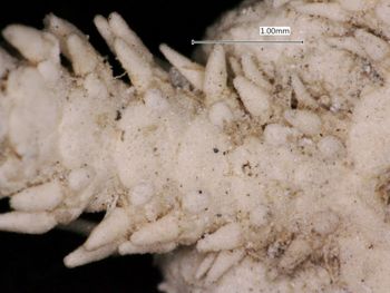 Media type: image; Invertebrate Zoology OPH-1159